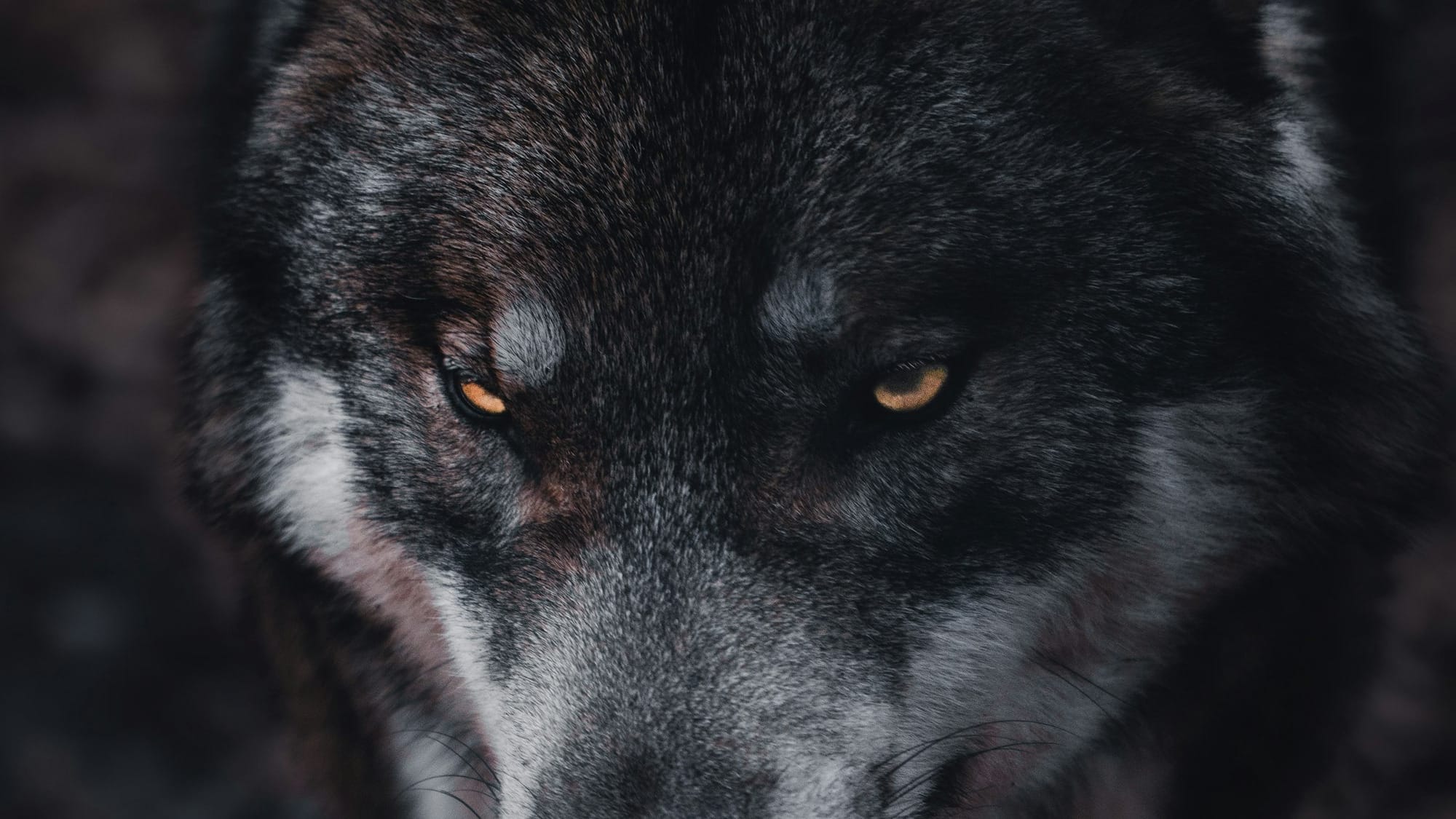 brown and black wolf in close up photography