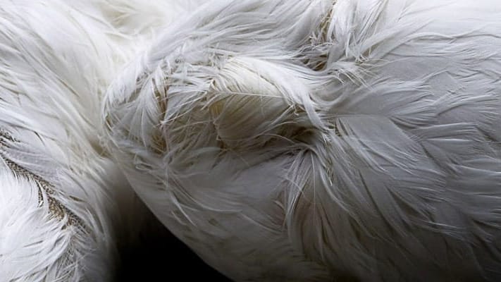 Lucy Glendinning Feather Childs