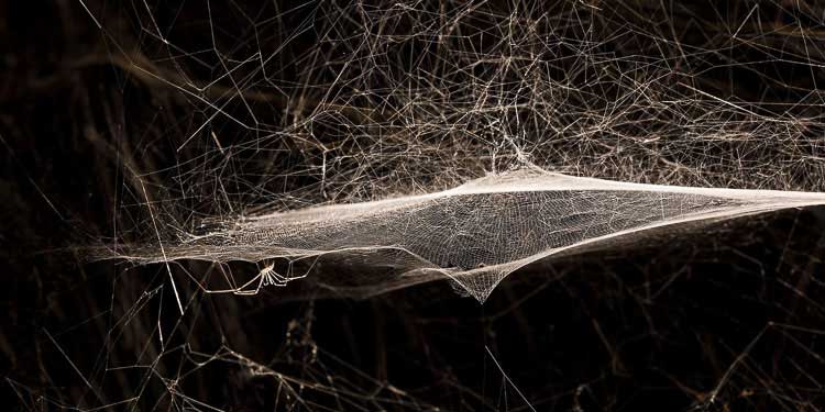 Tomàs Saraceno et les araignées du musée