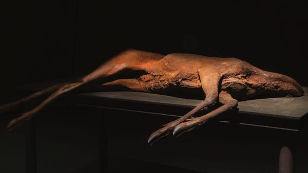Berlinde de Bruyckere, sculpture de l’angoisse