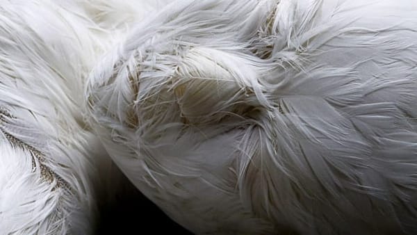Lucy Glendinning Feather Childs