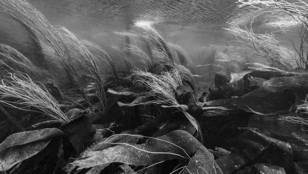 Nicolas Floc’h les nouveaux paysages aquatiques