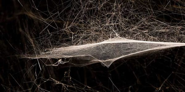 Tomàs Saraceno et les araignées du musée